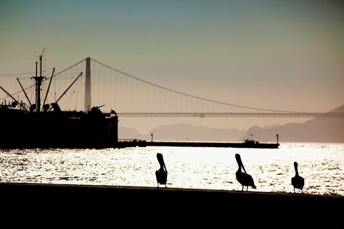 Pelicans-San-Francisco_2