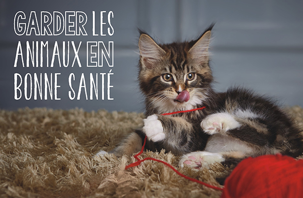 Un chaton en bonne santé